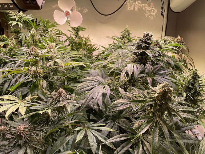 Growreport Bild 1