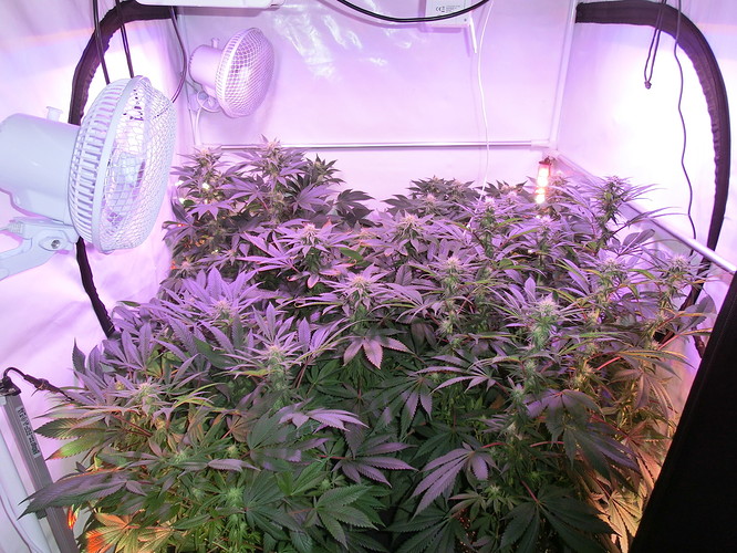 Growreport Bild 1