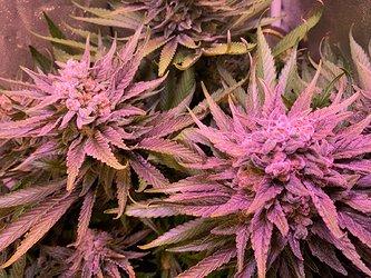 Growreport Bild 8