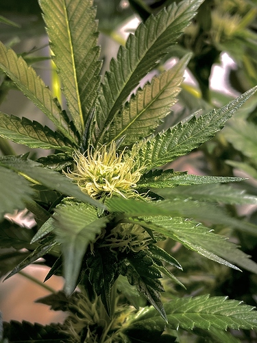 Growreport Bild 5