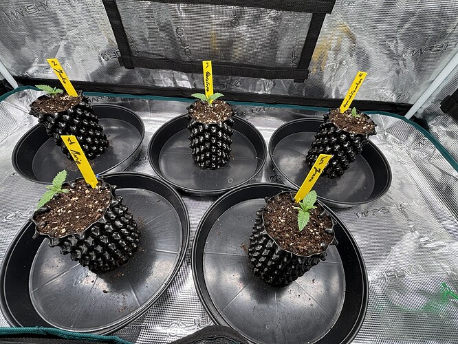 Growreport Bild 1