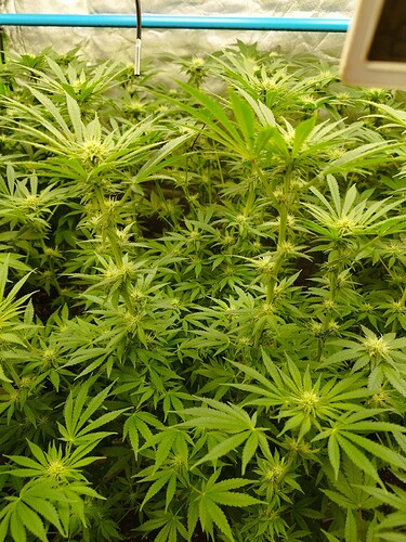 Growreport Bild 7