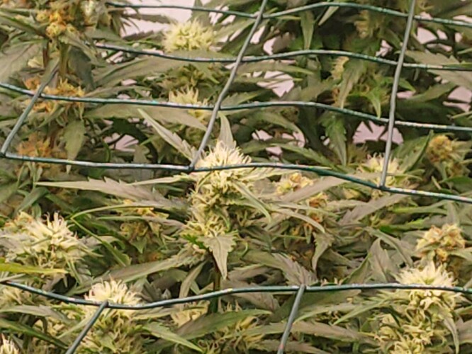 Growreport Bild 8
