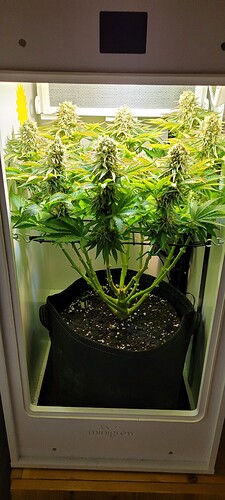 Growreport Bild 2
