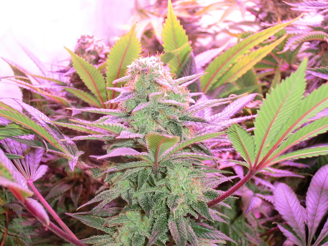 Growreport Bild 7