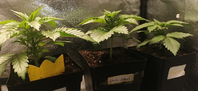 Growreport Bild 21