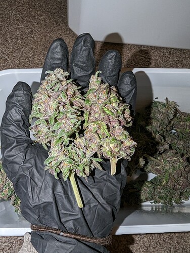 Growreport Bild 34