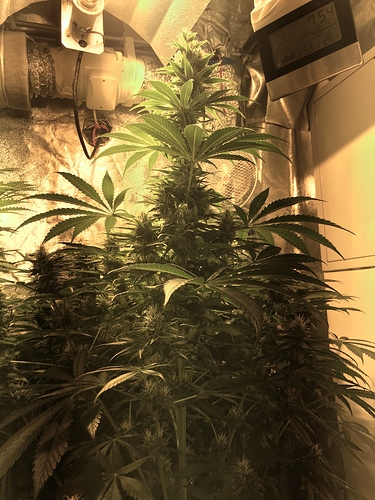Growreport Bild 1