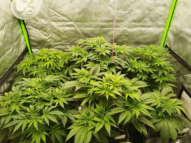 Growreport Bild 2