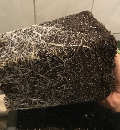 Growreport Bild 16