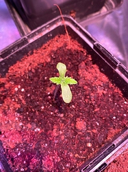 Growreport Bild 18