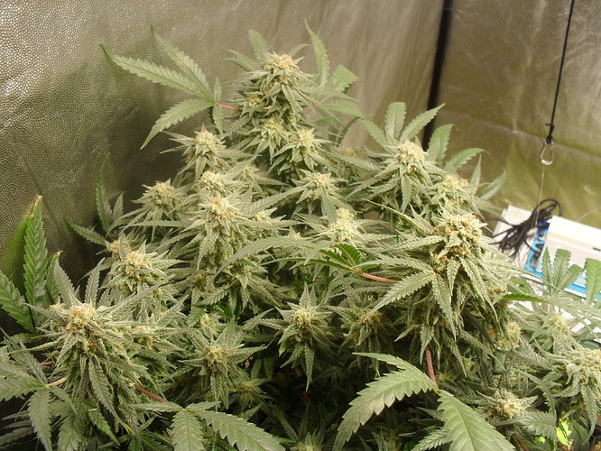 Growreport Bild 4