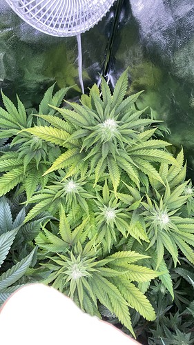Growreport Bild 28