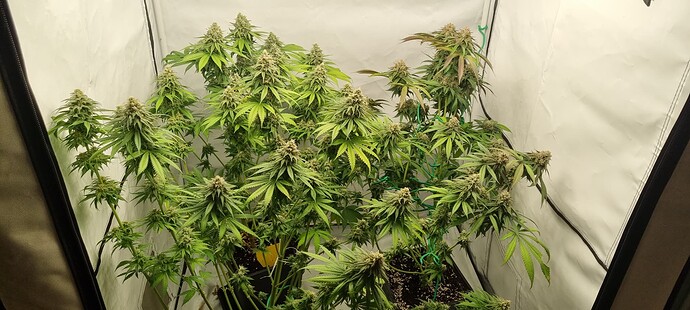 Growreport Bild 7