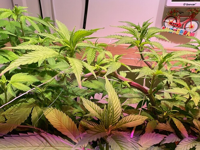 Growreport Bild 5