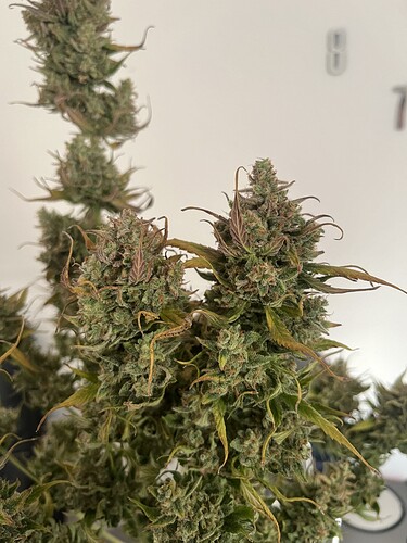 Growreport Bild 45