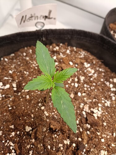 Growreport Bild 2