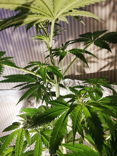 Growreport Bild 6