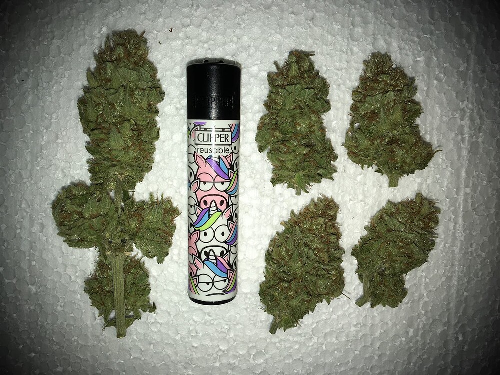 [beendet] 2. Grow: 1x Orange Hill Special, Dutch Passion „Zusammenfassung“