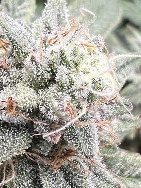 Growreport Bild 7
