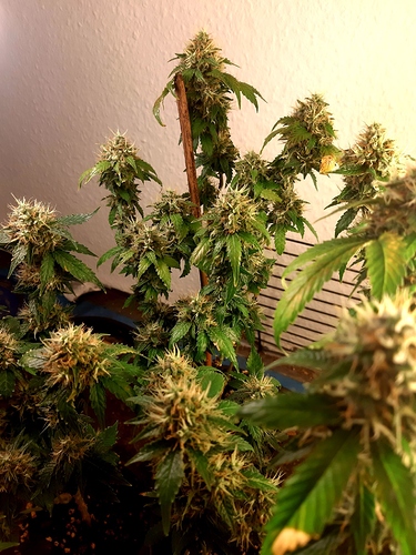 Growreport Bild 9