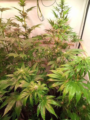 Growreport Bild 58