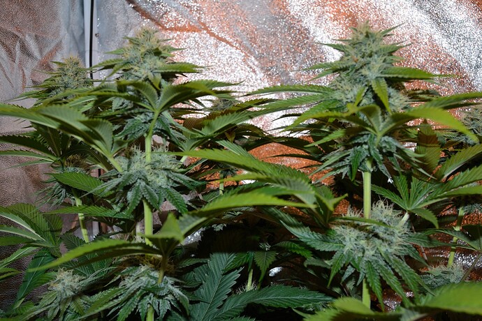 Growreport Bild 14