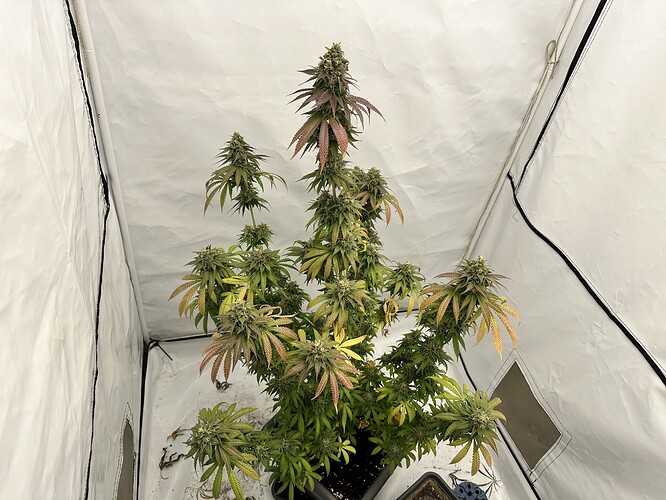 Growreport Bild 1