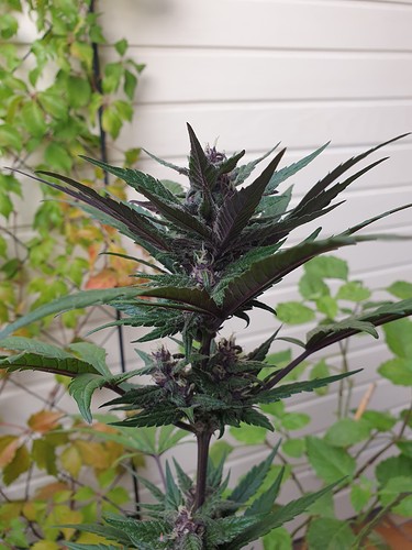 Growreport Bild 1