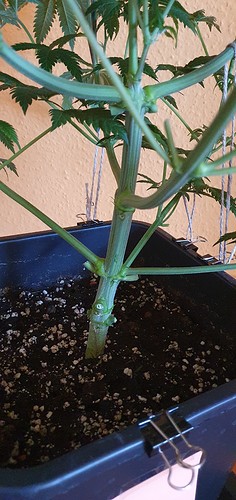 Growreport Bild 5