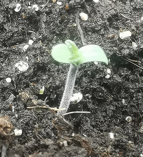 bb01 vt1 2240 - Kopie