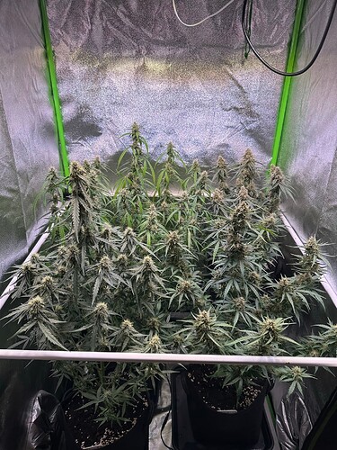 Growreport Bild 1