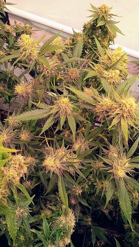 Growreport Bild 41