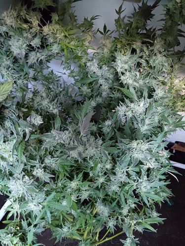 Growreport Bild 2