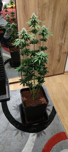Growreport Bild 1