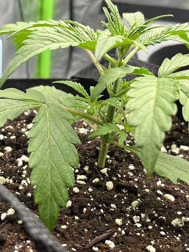 Growreport Bild 34