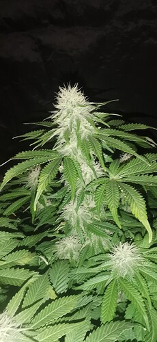 Growreport Bild 29