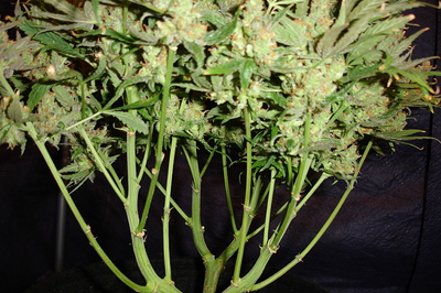 Growreport Bild 41