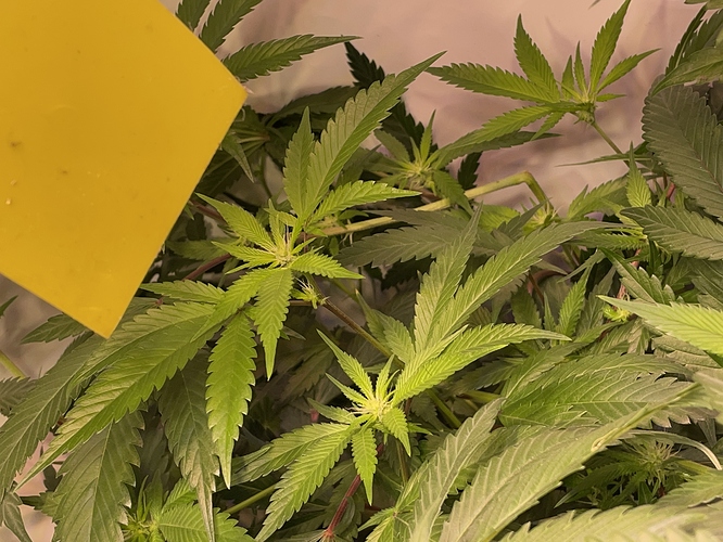 Growreport Bild 5