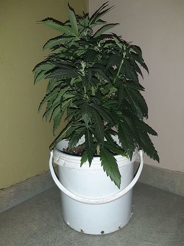 Growreport Bild 1