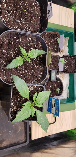 Growreport Bild 1