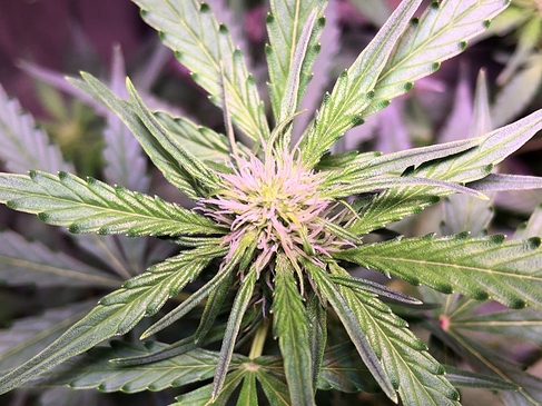 Growreport Bild 8