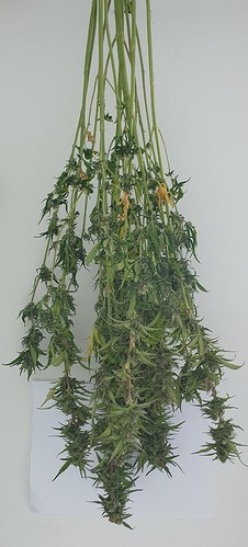 Growreport Bild 1