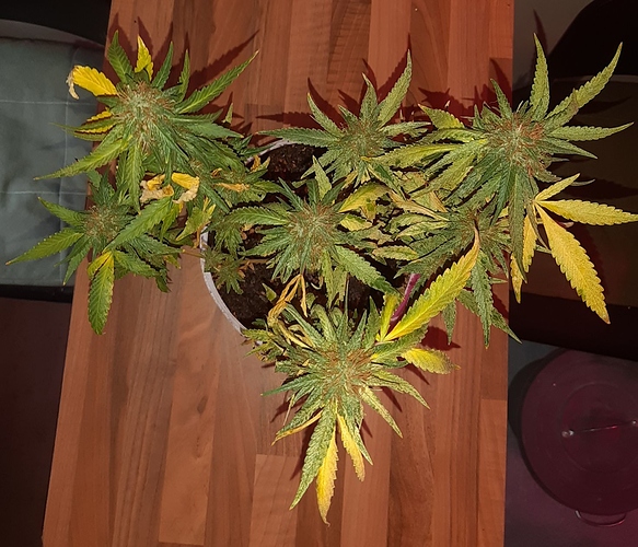 Growreport Bild 19