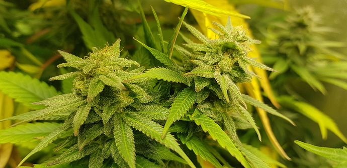 Growreport Bild 6