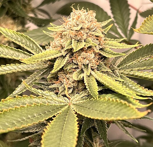 Growreport Bild 14