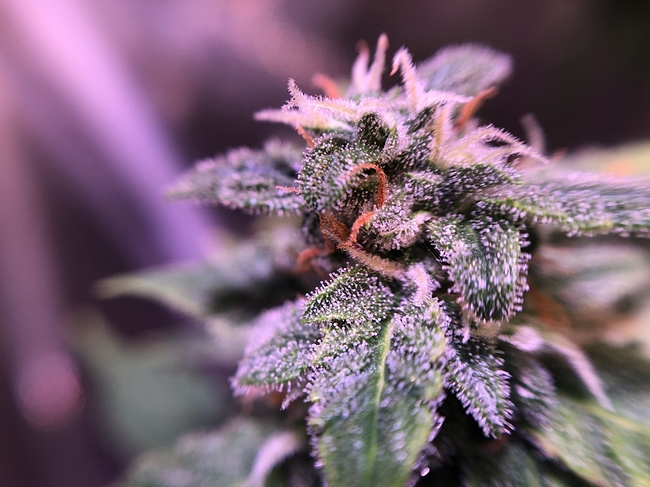 Growreport Bild 9