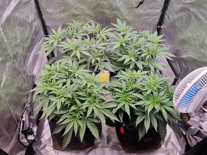 Growreport Bild 39