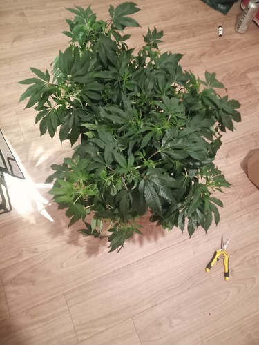 IMG_20210314_225429_664