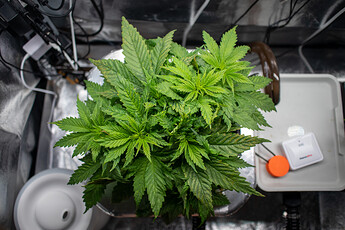 Growreport Bild 7